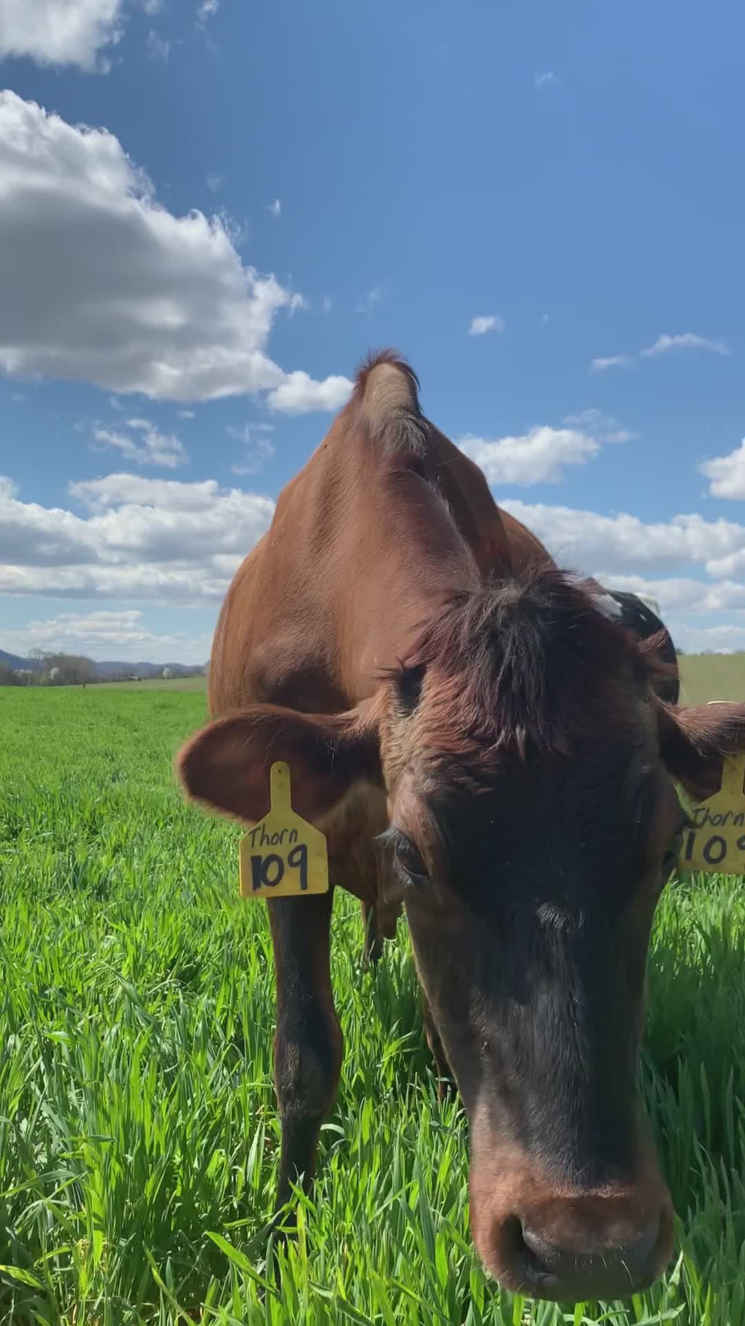 Dairy Cows Grazing in Green Pasture Free Stock Video Footage, Royalty ...