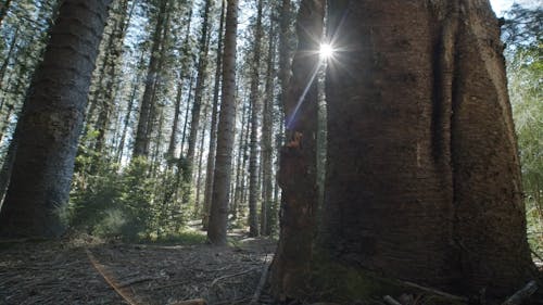 透過森林的高大的樹木窺視著太陽的光芒