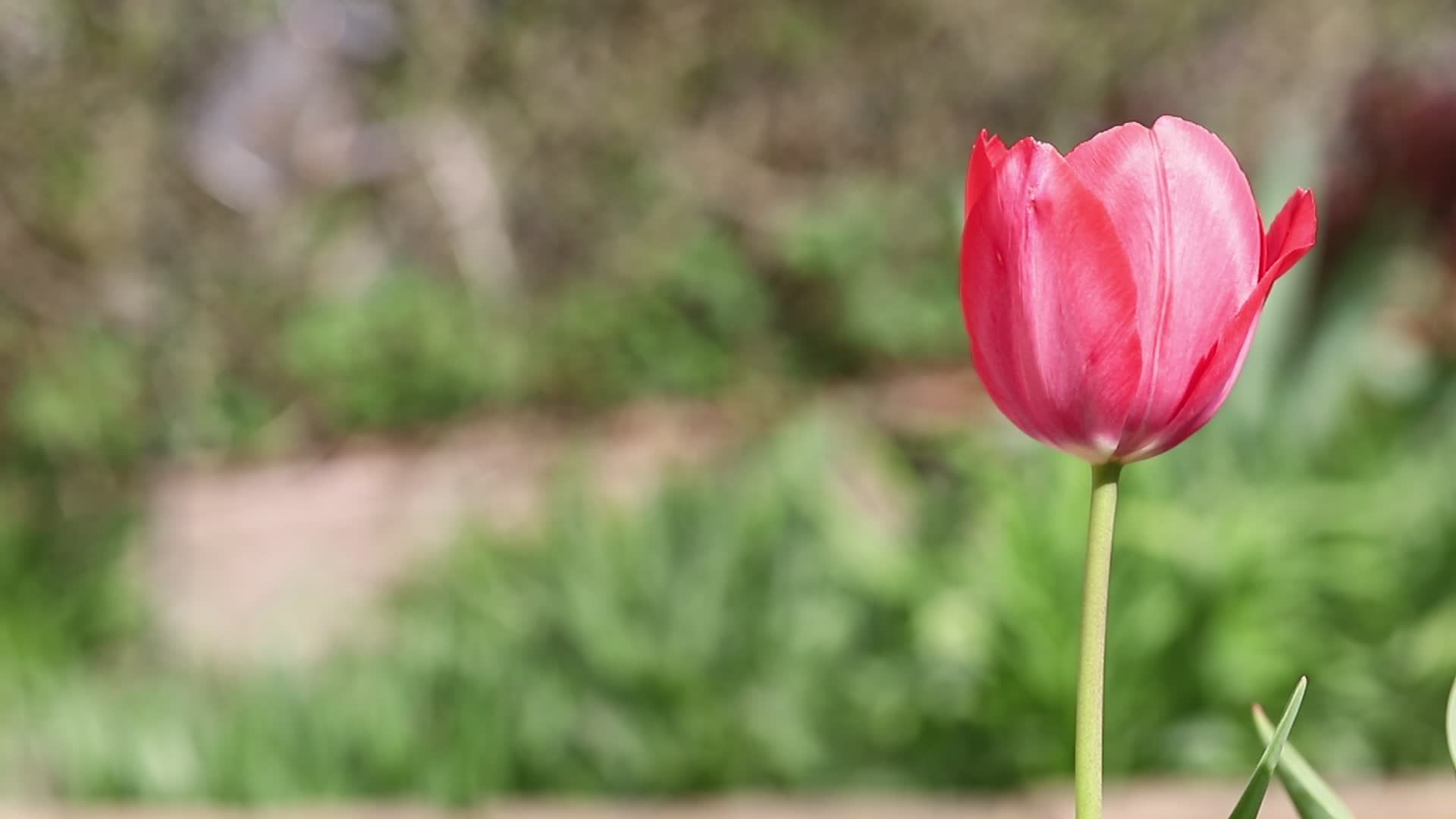 Vibrant Pink Tulip Blooming in Spring Garden Free Stock Video Footage ...