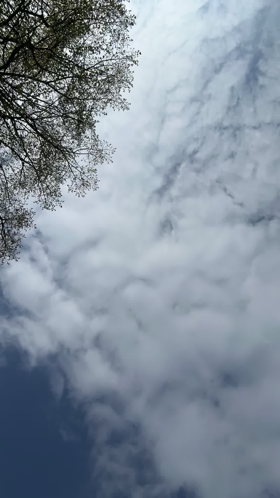 dynamic timelapse of sky with clouds and trees 31655182