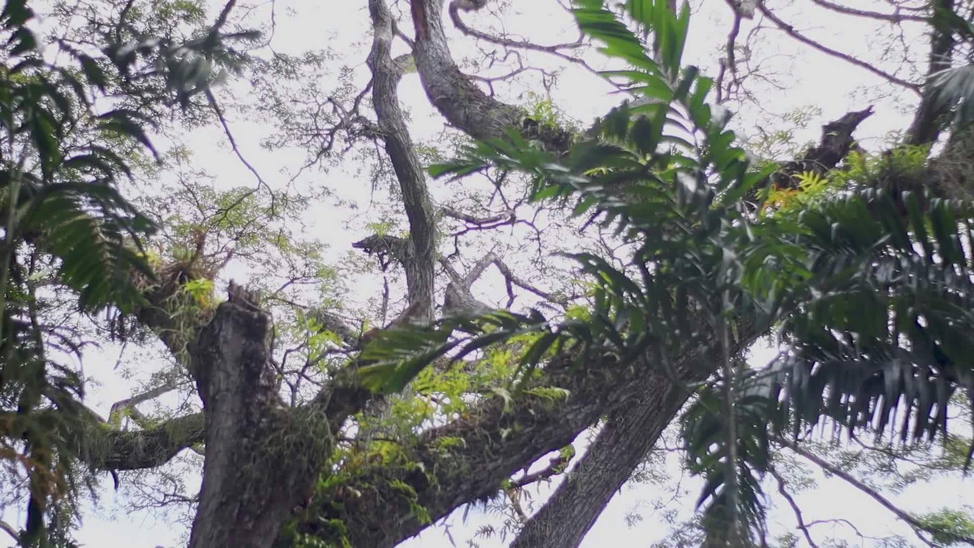 Video by Nilzo Farías