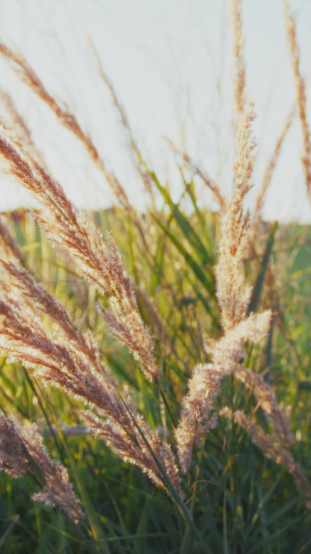 peaceful summer meadow with swaying grasses 31659103 — free pexels stock footage