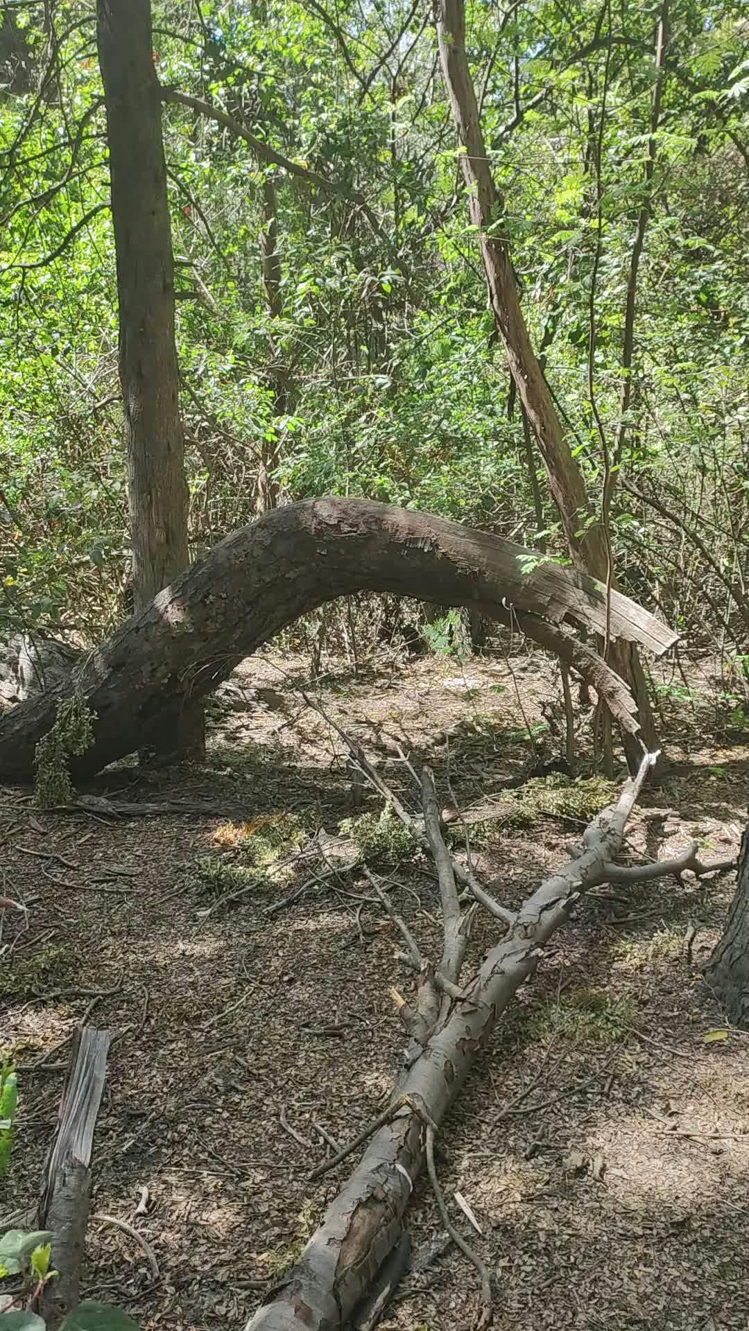 Video by Luciana Scherbosky