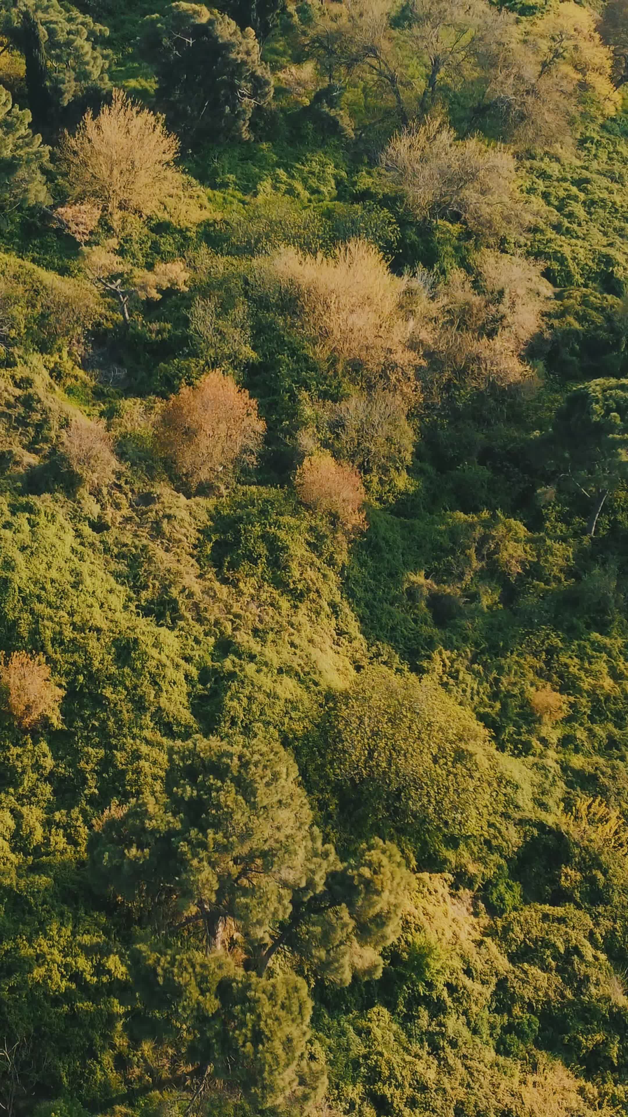 Aerial View of Lush Green Forest Canopy Free Stock Video Footage ...
