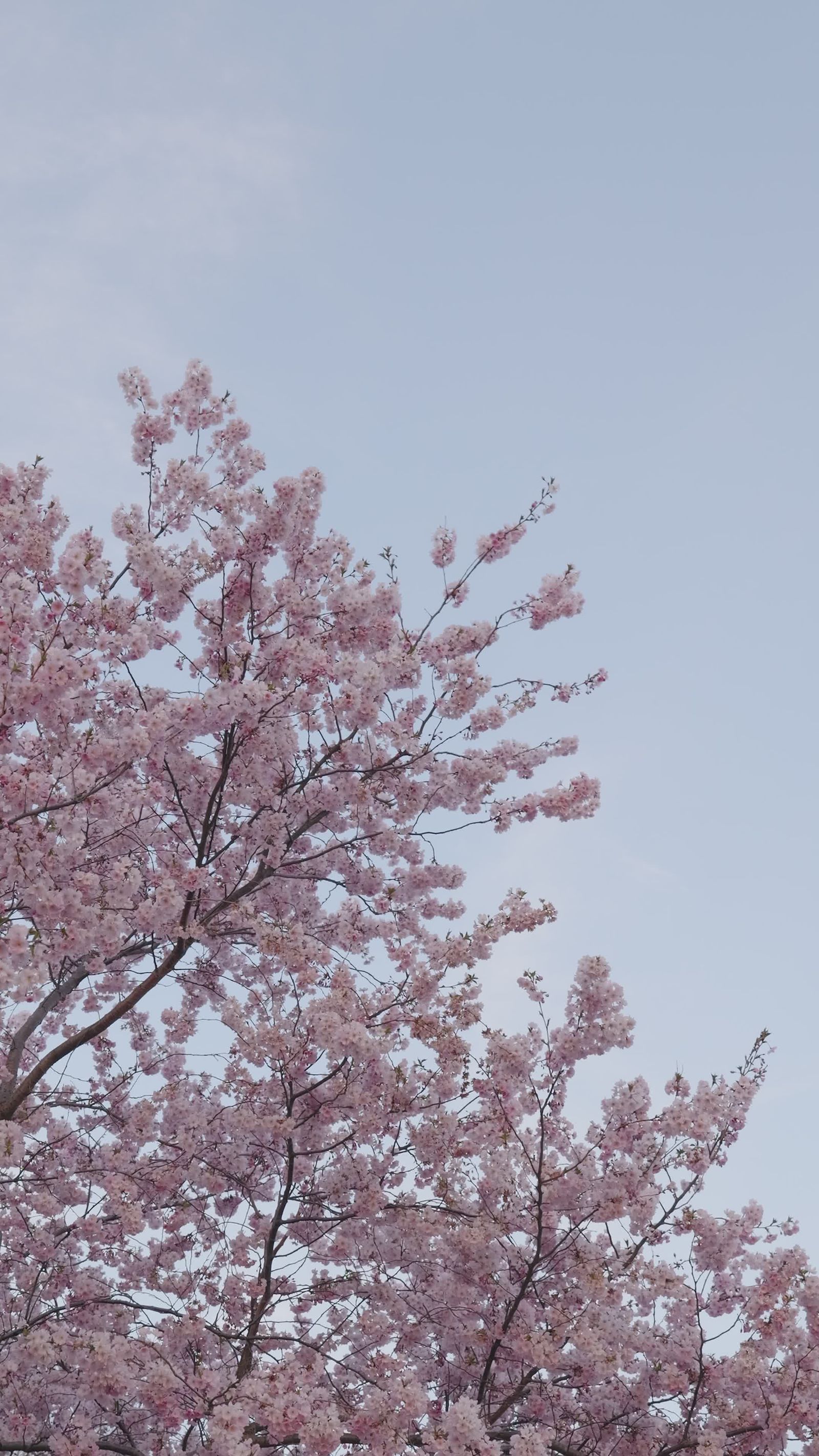 Serene Springtime Cherry Blossom View Free Stock Video Footage, Royalty ...
