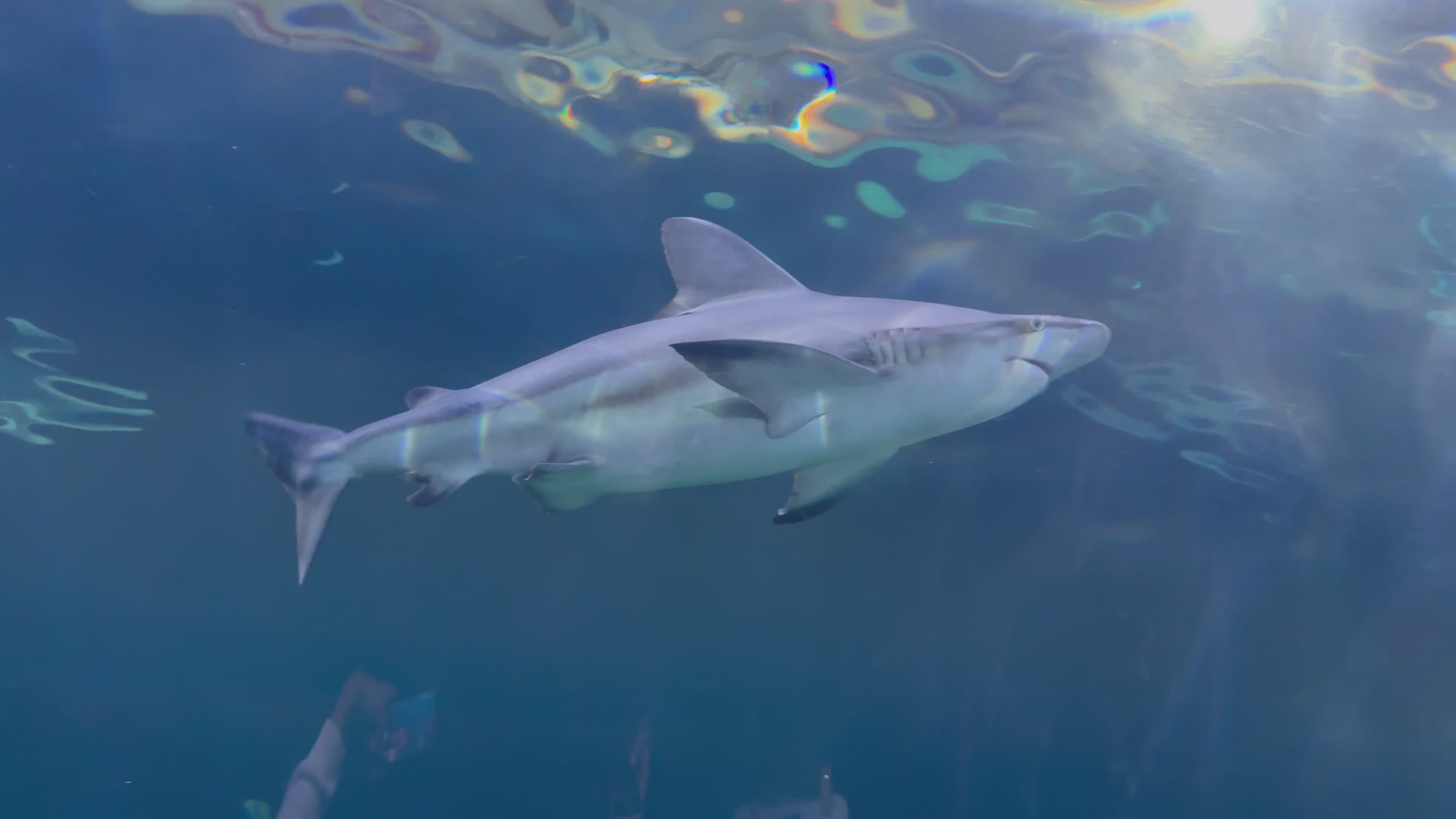 Graceful Movement of a Shark Underwater Free Stock Video Footage ...