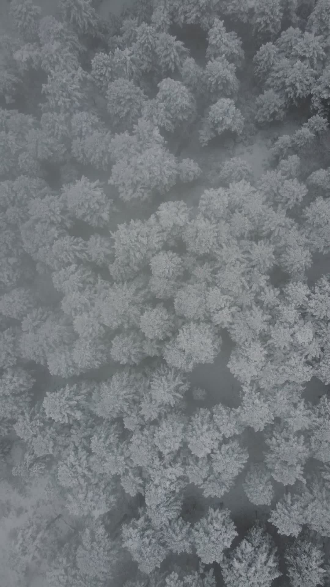 Serene Winter Aerial View of Snowy Forest Free Stock Video Footage ...