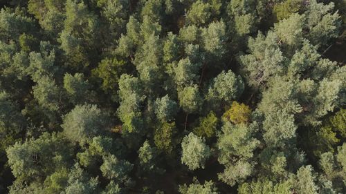Drone Aerial View of Lush Green Forest Free Stock Video Footage ...