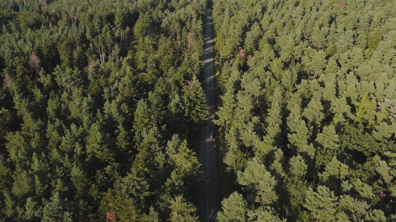 Aerial View of Forest at Sunrise Free Stock Video Footage, Royalty-Free ...