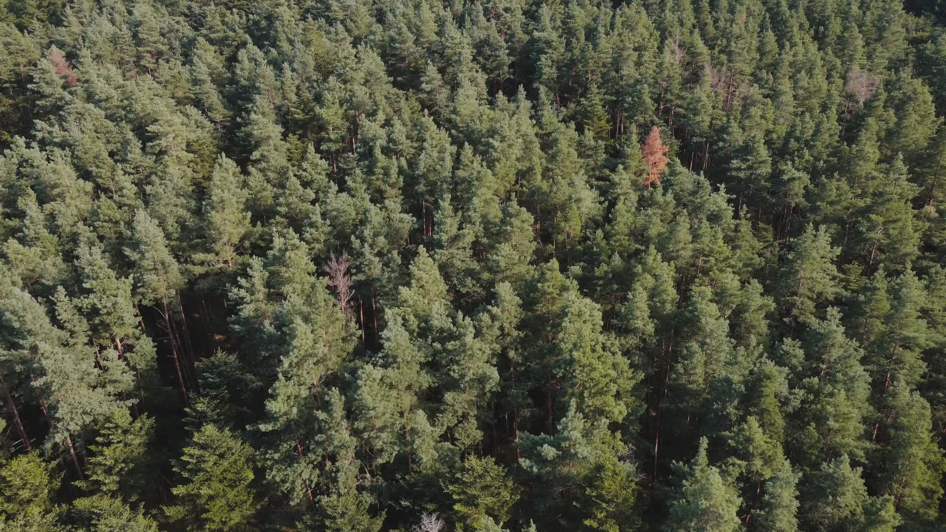 Drone Aerial View of Lush Green Forest Canopy Free Stock Video Footage ...