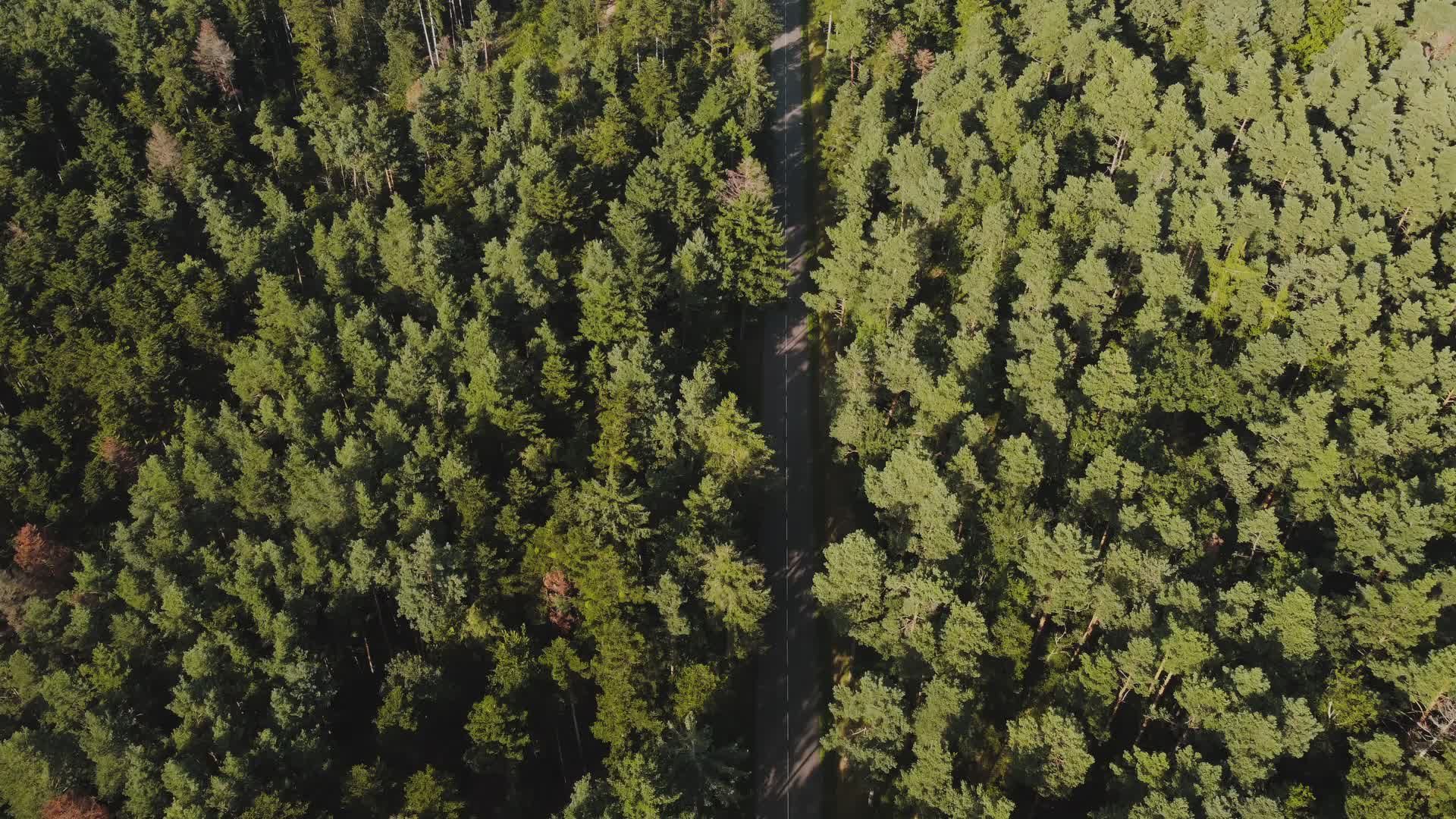 aerial view of dense pine forest 31693357 — free pexels stock footage