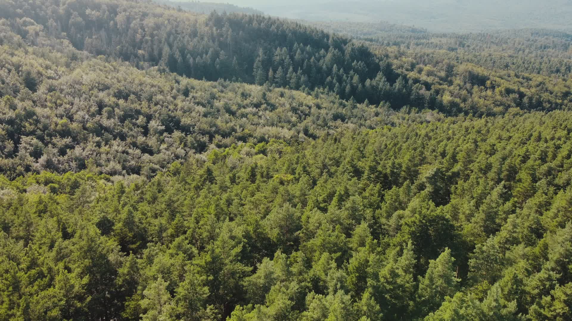 Breathtaking Aerial View of Lush Green Forest Free Stock Video Footage ...