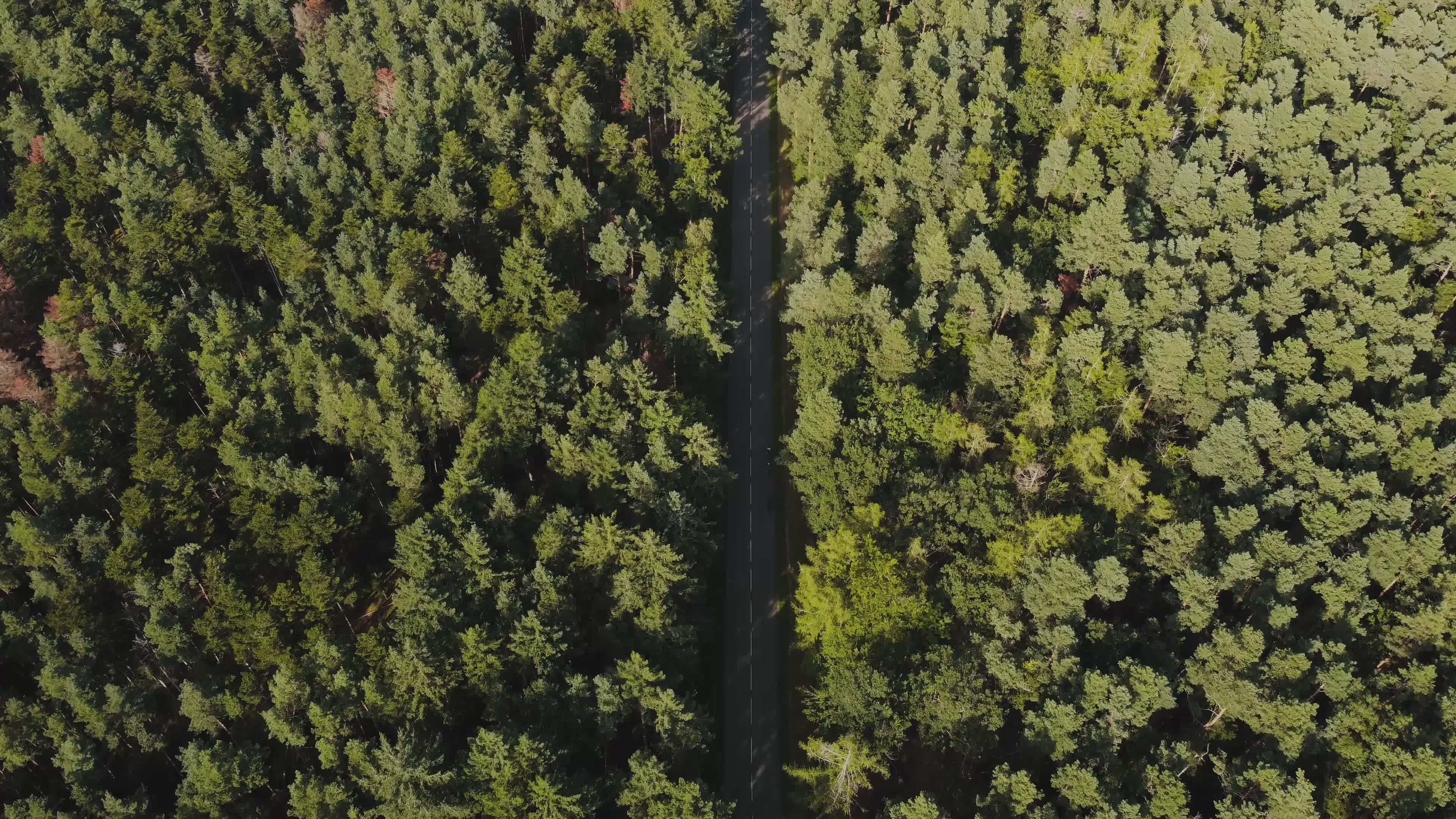 Lone Pine Tree Videos, Download The BEST Free 4k Stock Video Footage ...