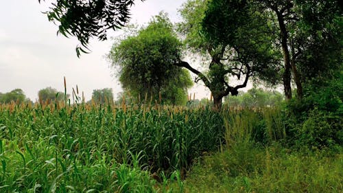 Капли дождя орошают плантацию кукурузного поля