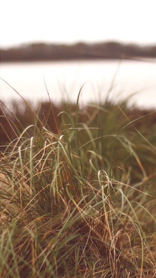 Slow Motion Shot Of Grass