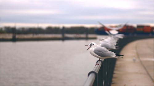 Seagulls Resting On A Steel Rail