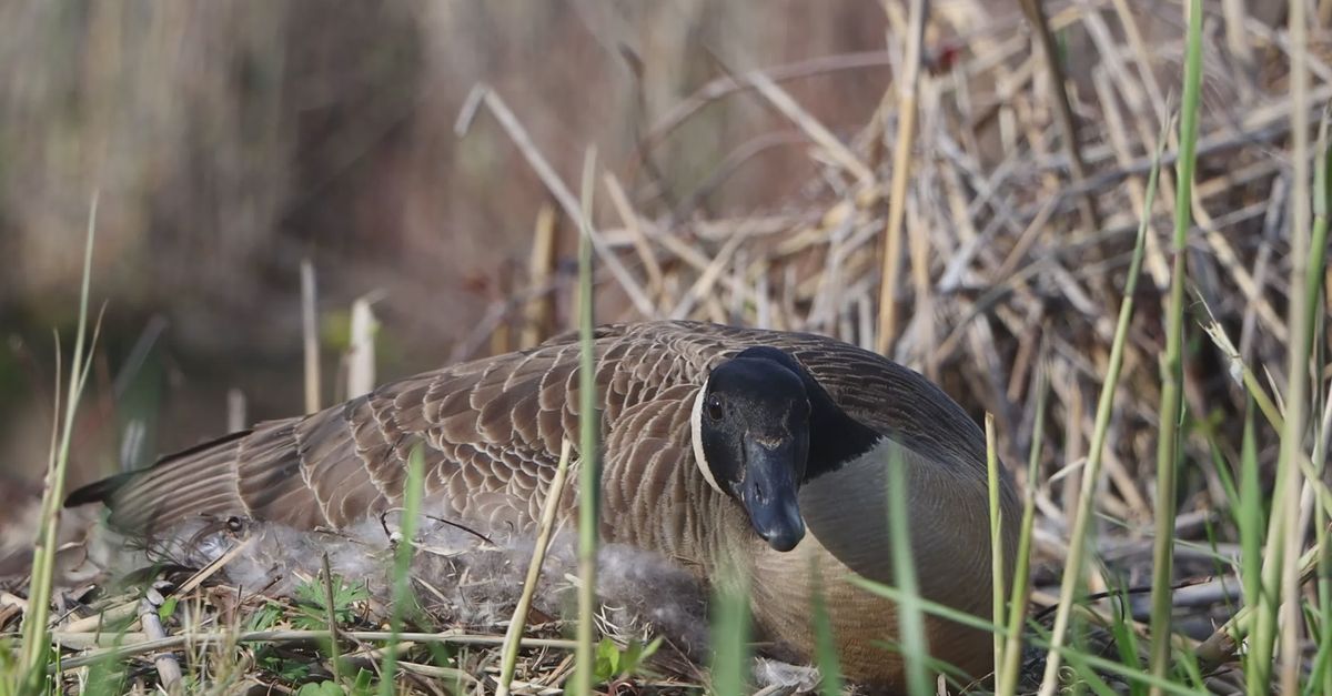 Nesting Goose Canada Goose Nesting in Natural Habitat Free Stock Video Footage ...
