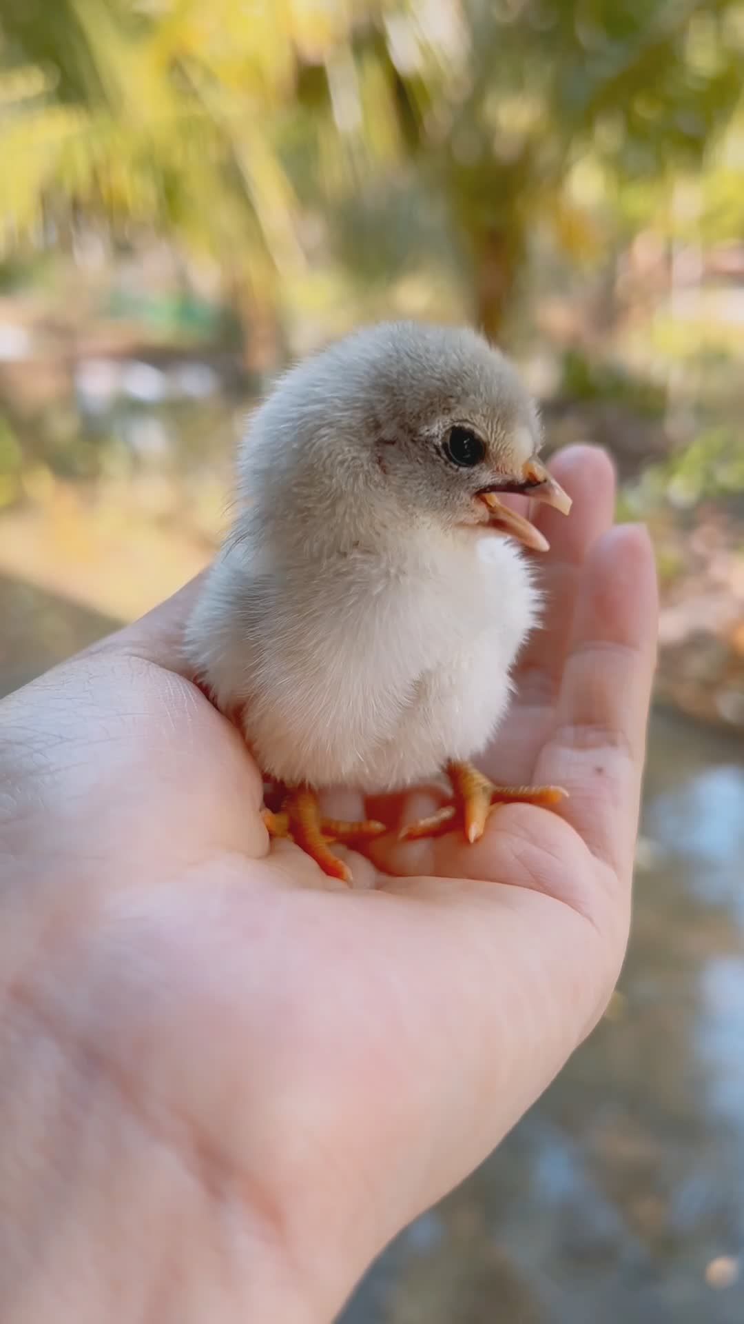 Close-Up Of A Young Chick Free Stock Video Footage, Royalty-Free 4K ...