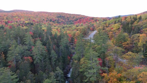 The Changing Colors Of The Forest During Autumn Season