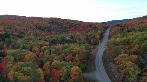 A Road Between Colorful Trees