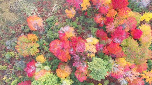 Veranderende Kleuren Van De Bomen Bladeren In De Herfst