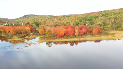 Feuilles Colorées Des Arbres En Automne