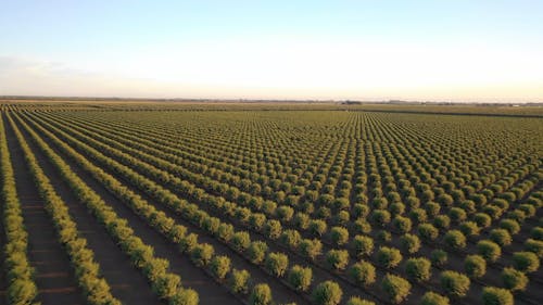 Imagens De Drone Do Campo De Plantação De Amendoeira