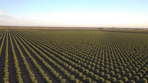 Almond Tree Farming In A Wide Open Field