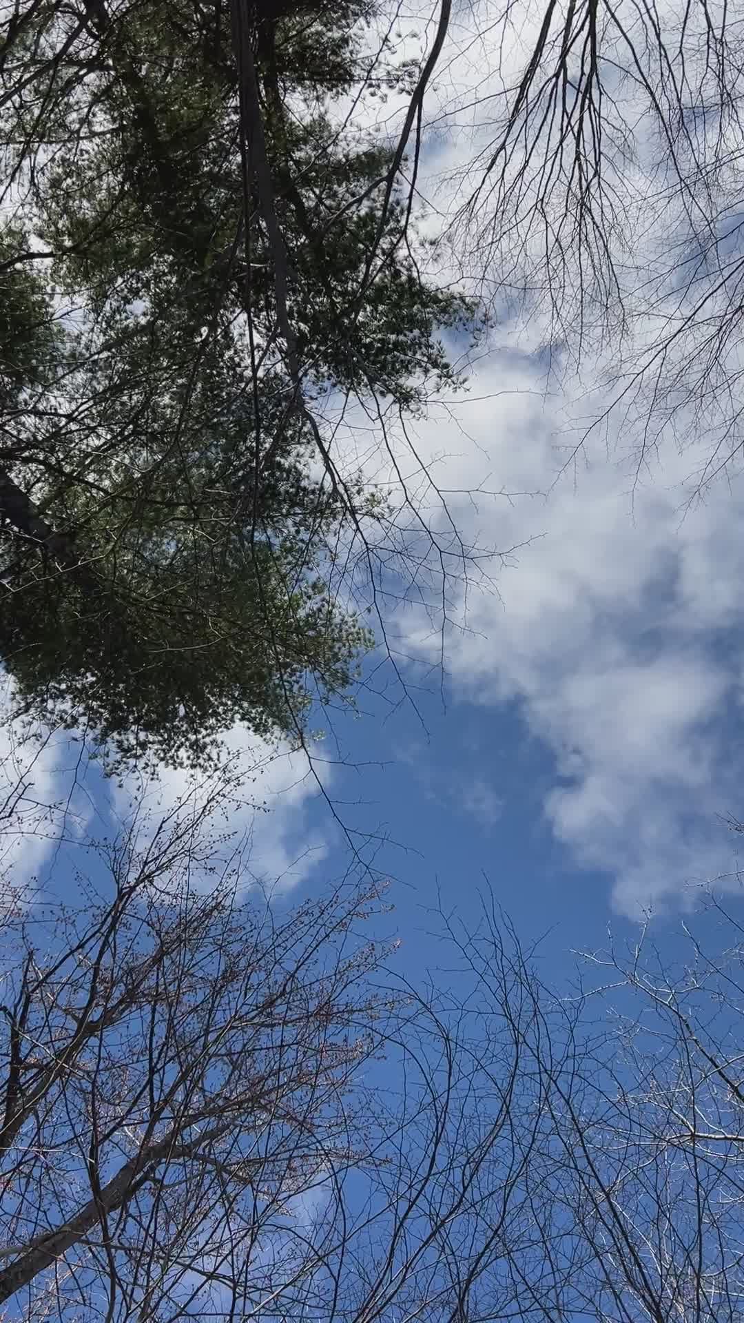 Video by Teju