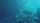 squid