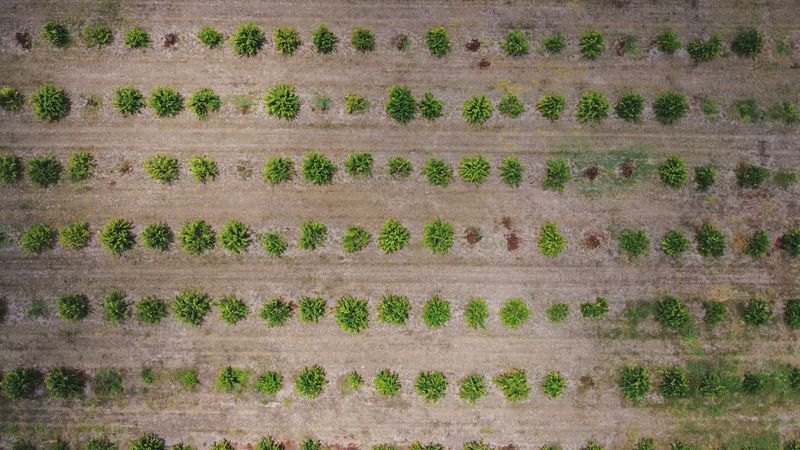 An aerial view of a field of trees Free Stock Video Footage, Royalty ...