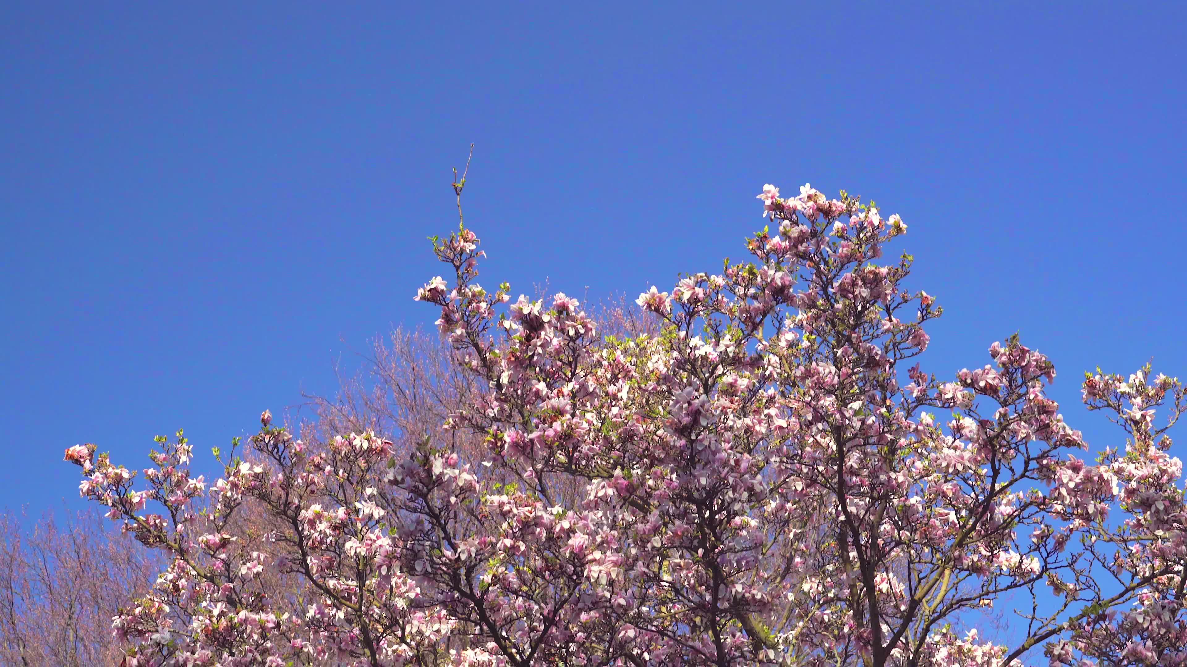 Cherry Blossom Trees in Full Bloom Under Blue Sky Free Stock Video ...