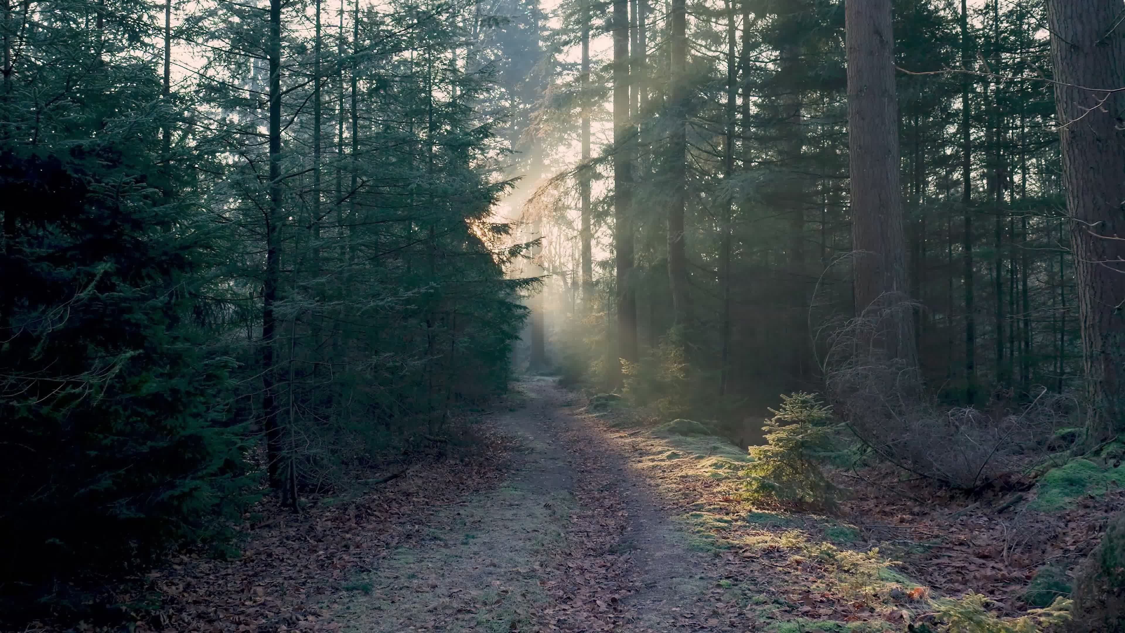 Sunlit Forest Pathway in Serene Woodland Free Stock Video Footage ...