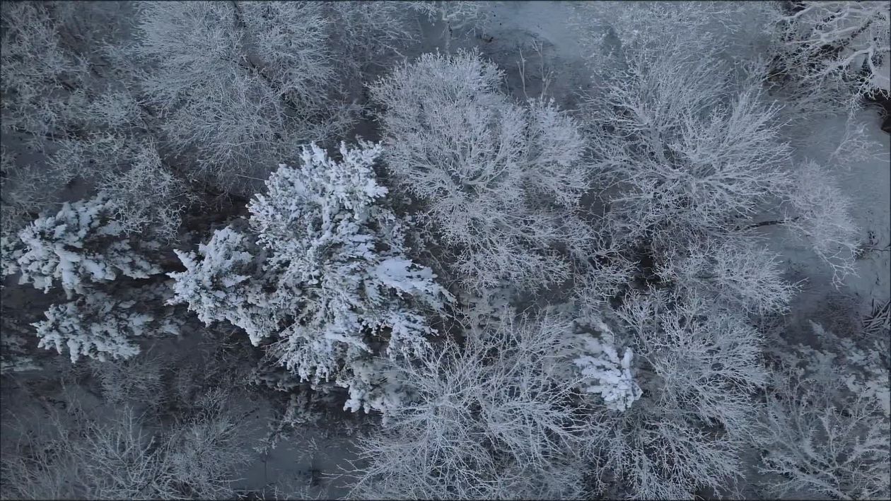 Aerial Winter Forest with Snow-Covered Trees Free Stock Video Footage ...