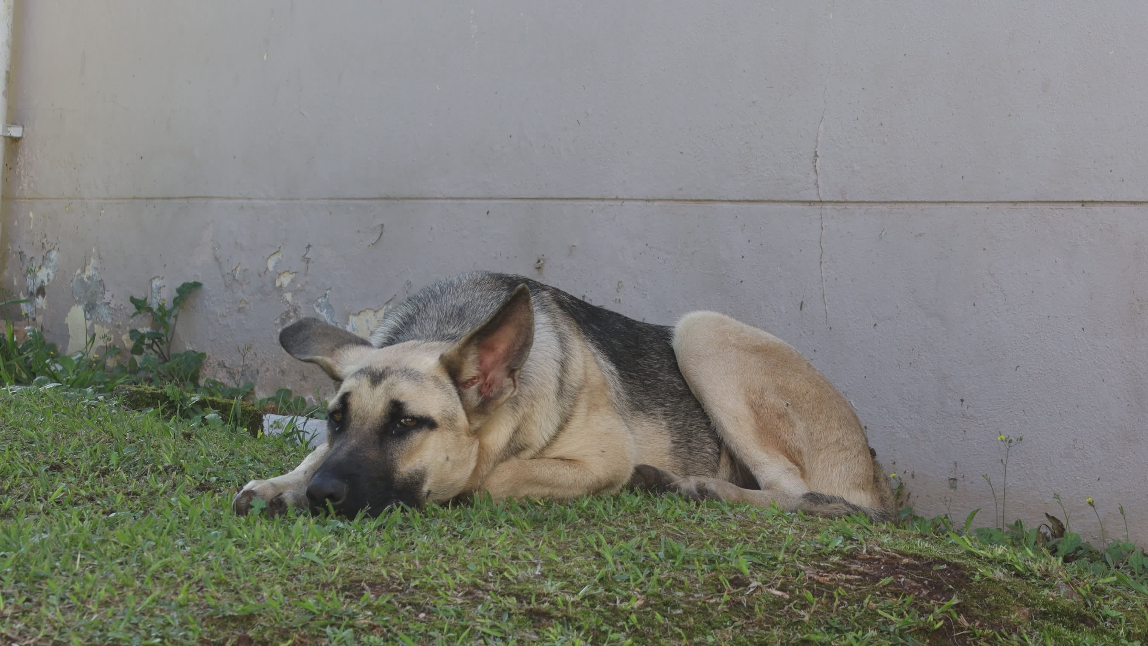 A German Shepherd Dog Videos, Download The BEST Free 4k Stock Video Footage  & A German Shepherd Dog HD Video Clips