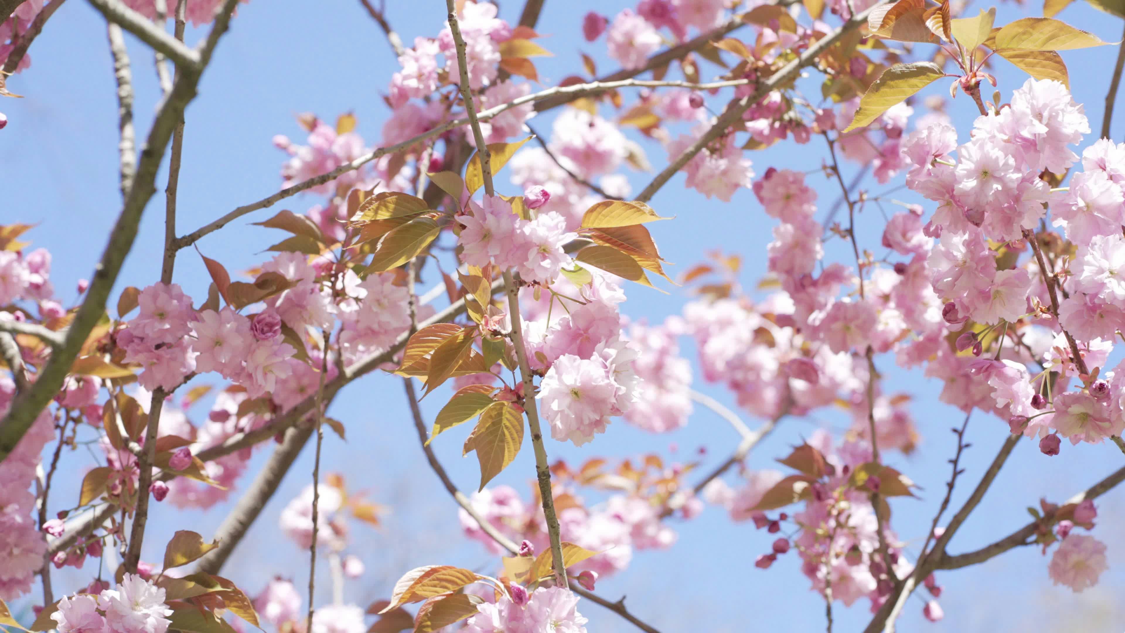 Lanah Cherry Nude Videos, Download The BEST Free 4k Stock Video Footage