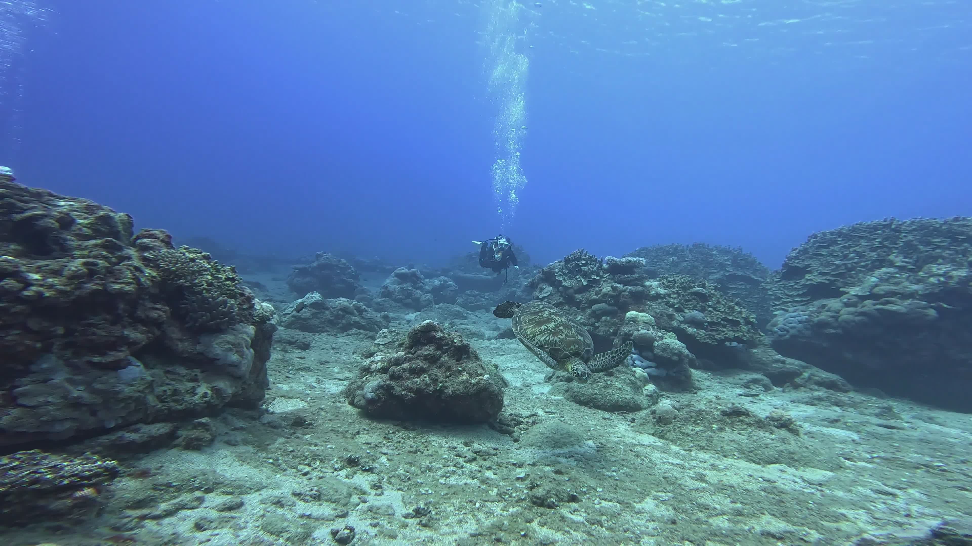 Scuba Diver Exploring Vibrant Coral Reef Free Stock Video Footage ...