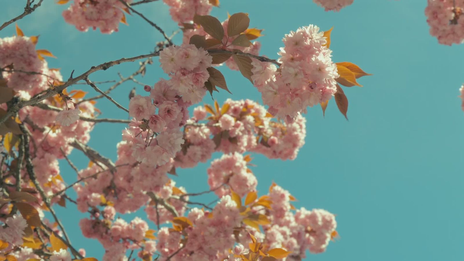 Cherry Blossom Live Wallpaper Videos Download The Best Free 4k Stock