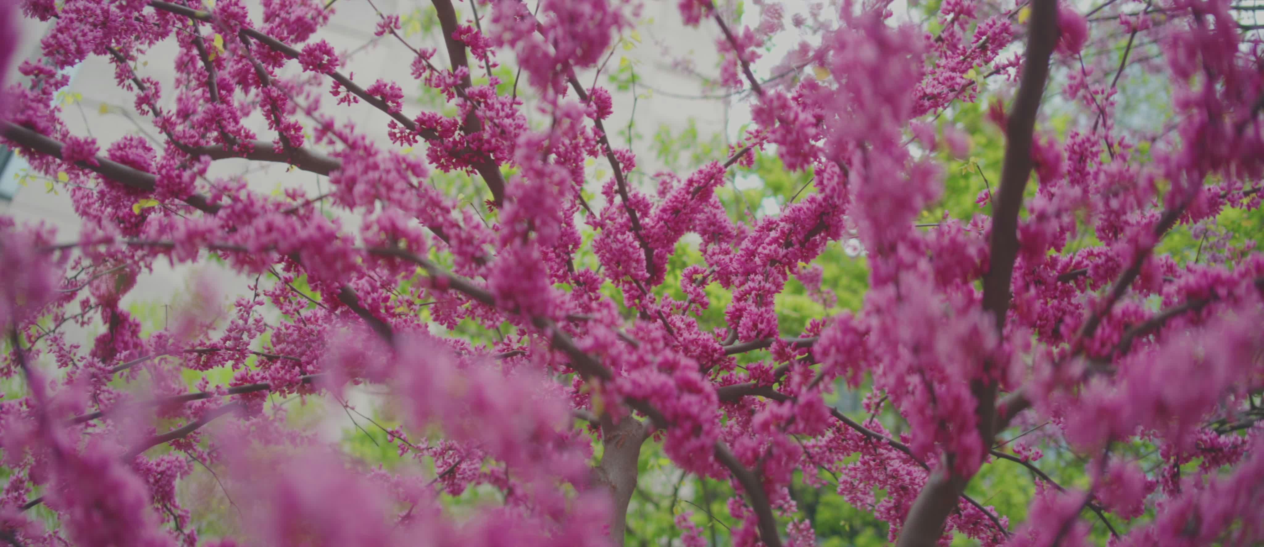 Ghettogaggers+Full+Vide Videos, Download The BEST Free 4k Stock Video