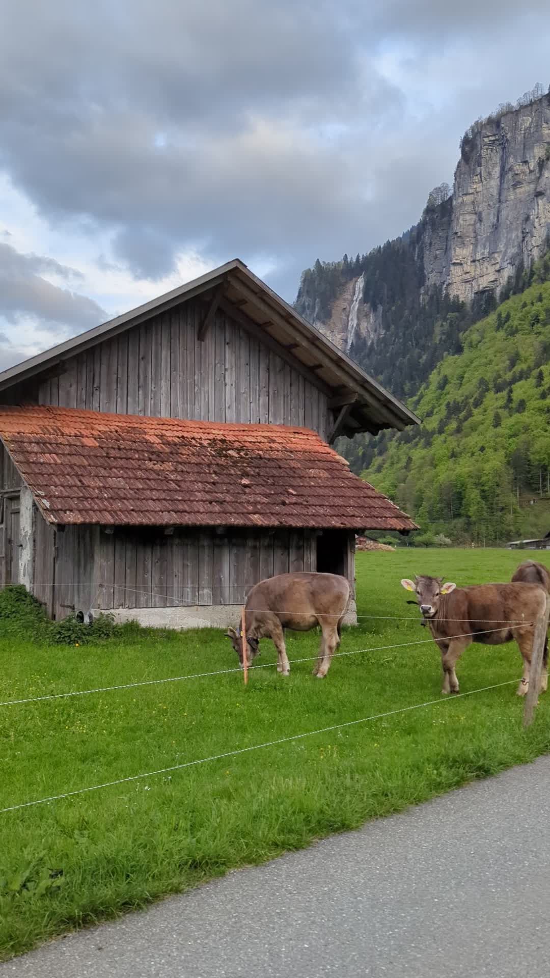 Scenic Swiss Countryside with Grazing Cows Free Stock Video Footage ...