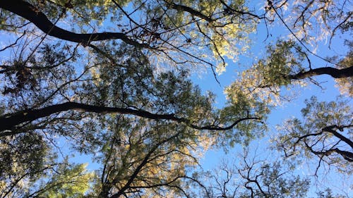 푸른 하늘 아래 단풍 나무