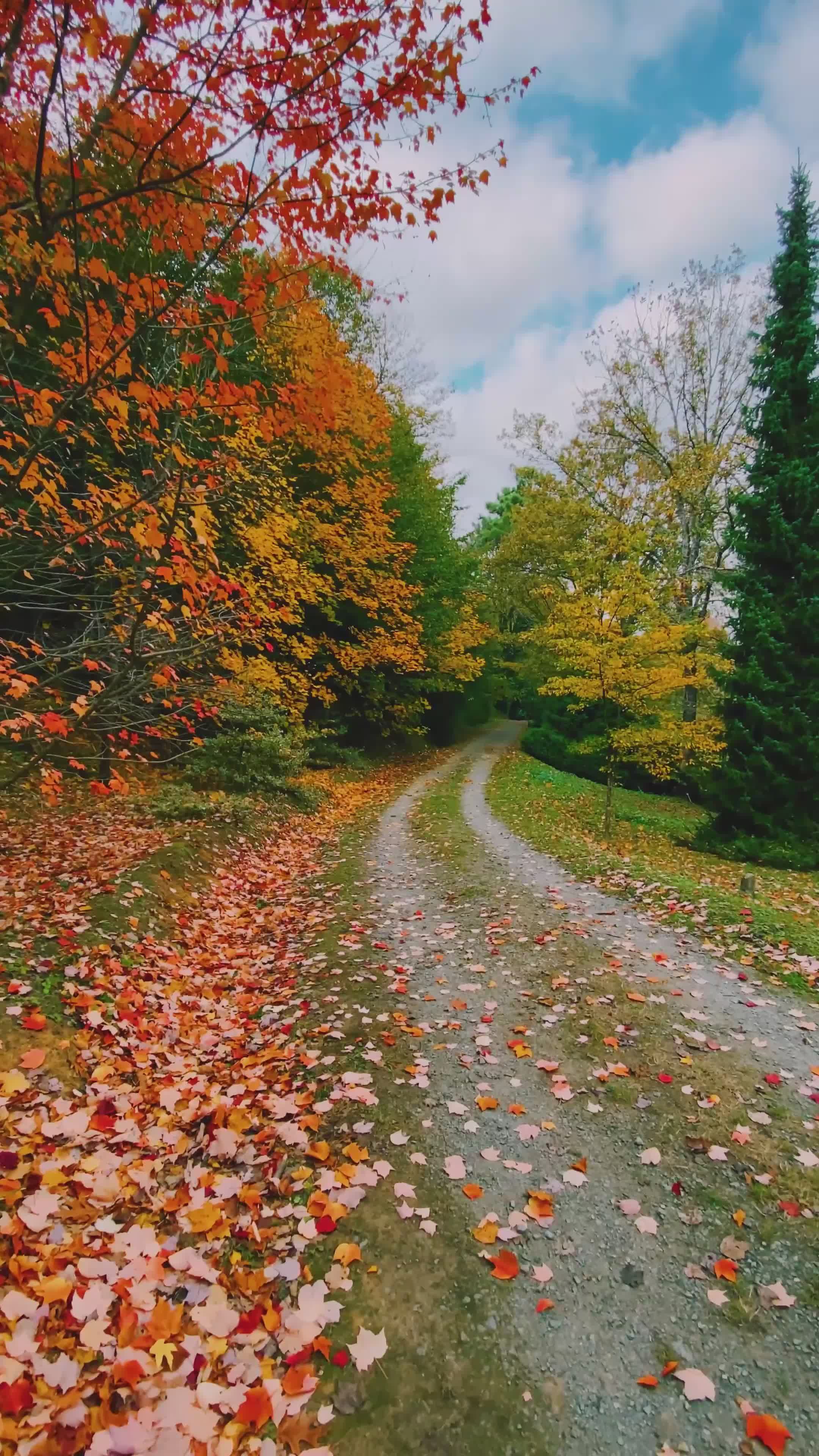 Scenic Autumn Forest Pathway with Colorful Leaves Free Stock Video ...