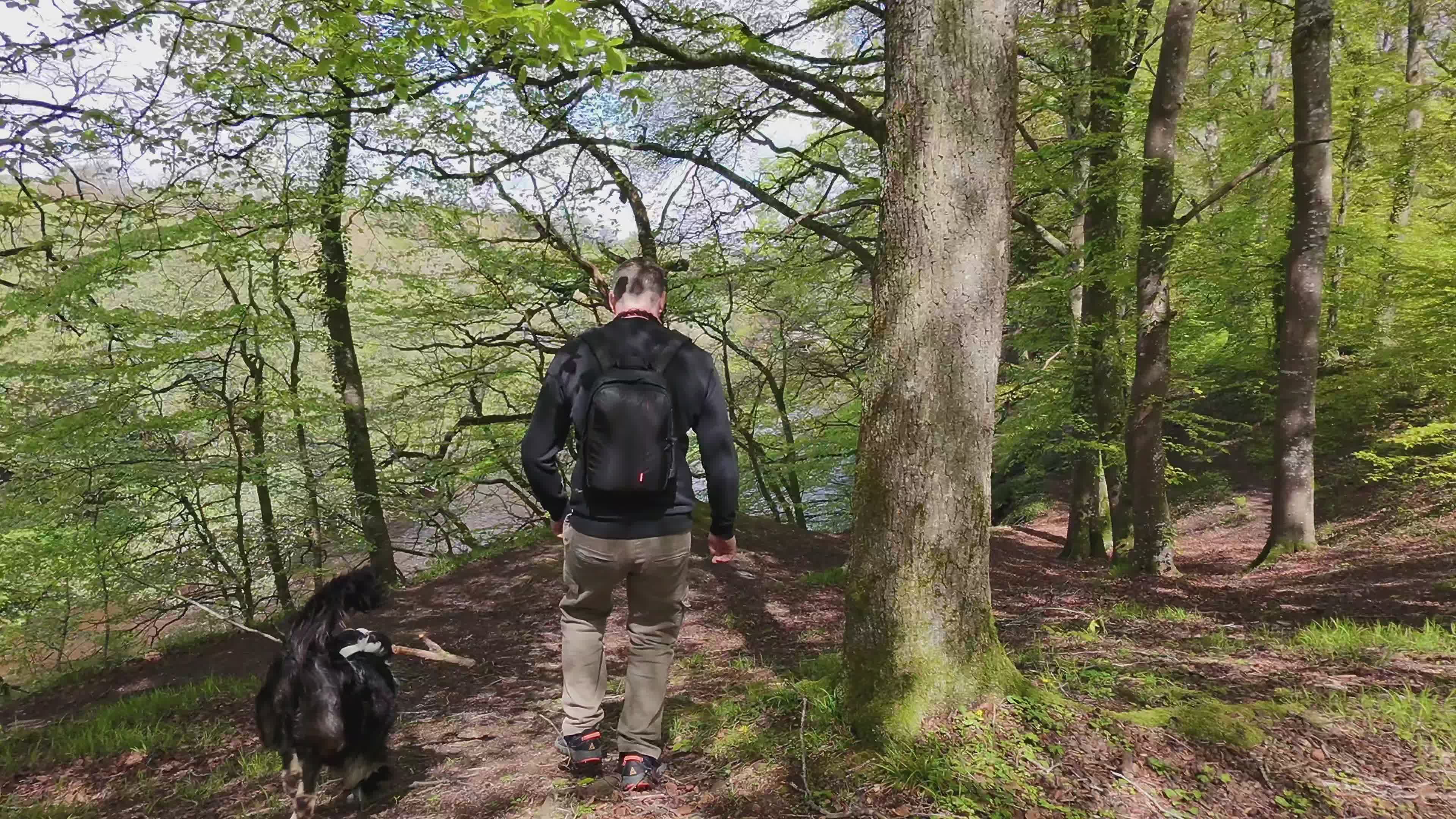 Drone View of Man Walking Dog in Lush Forest Free Stock Video Footage ...