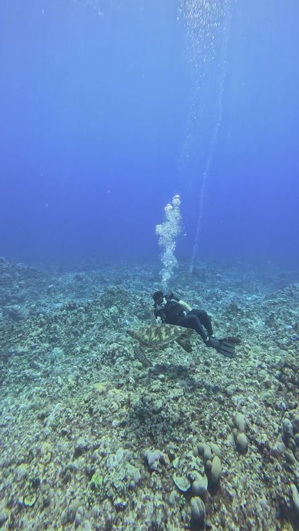 Deep Sea Diver Exploring Coral Reef Underwater Free Stock Video Footage ...