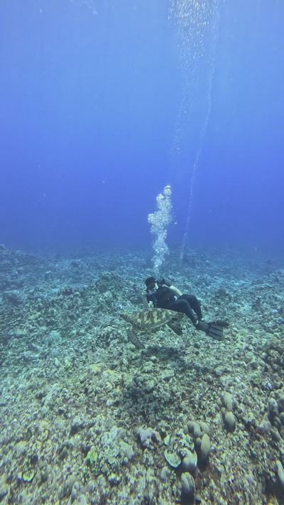 Underwater Scuba Diving Exploring Coral Reefs Free Stock Video Footage ...