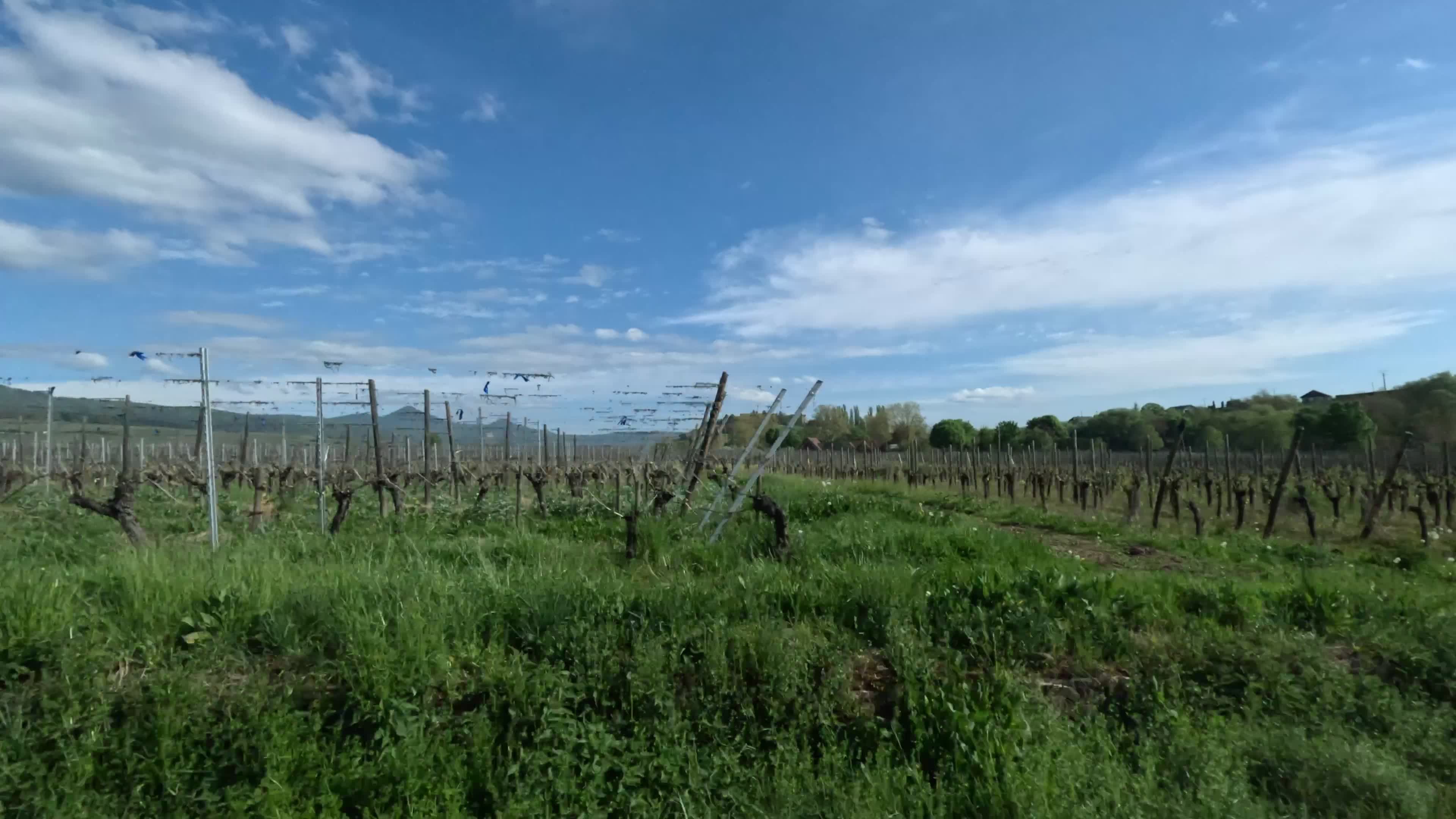 Vineyard video