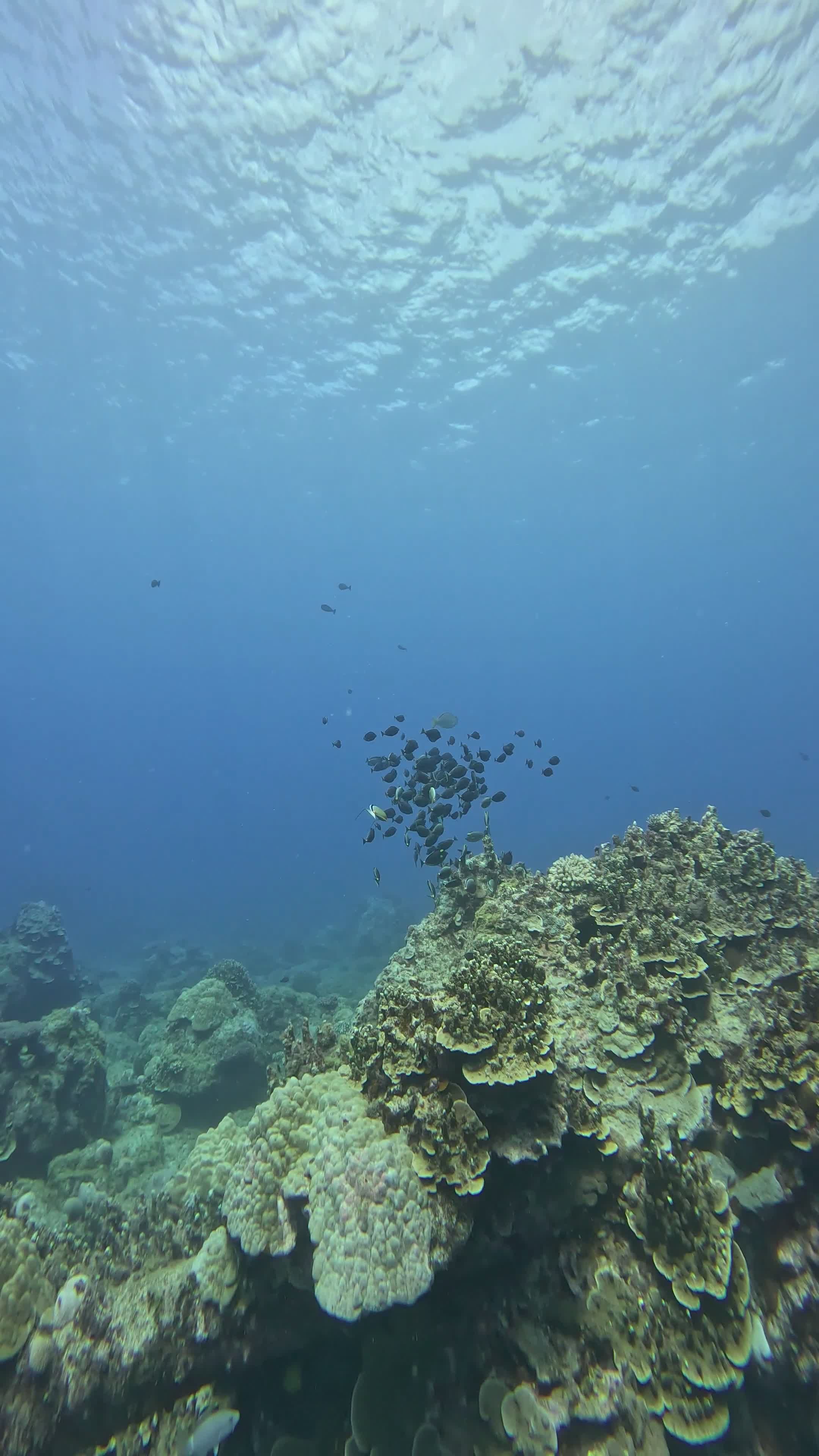 vibrant underwater scene with coral reefs 31855228 — free pexels stock footage