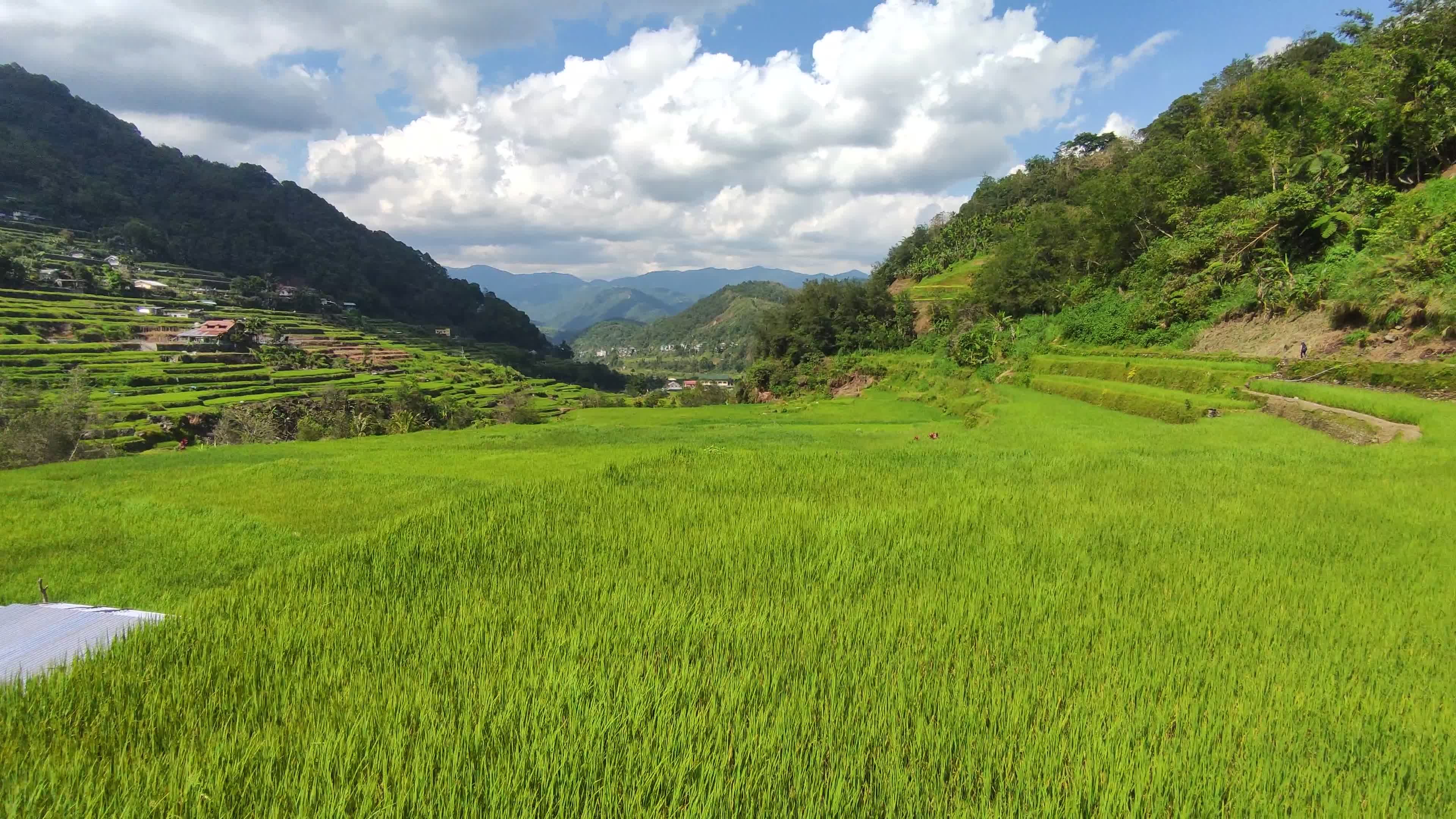 Lush Green Rice Terraces in Mountain Landscape Free Stock Video Footage ...
