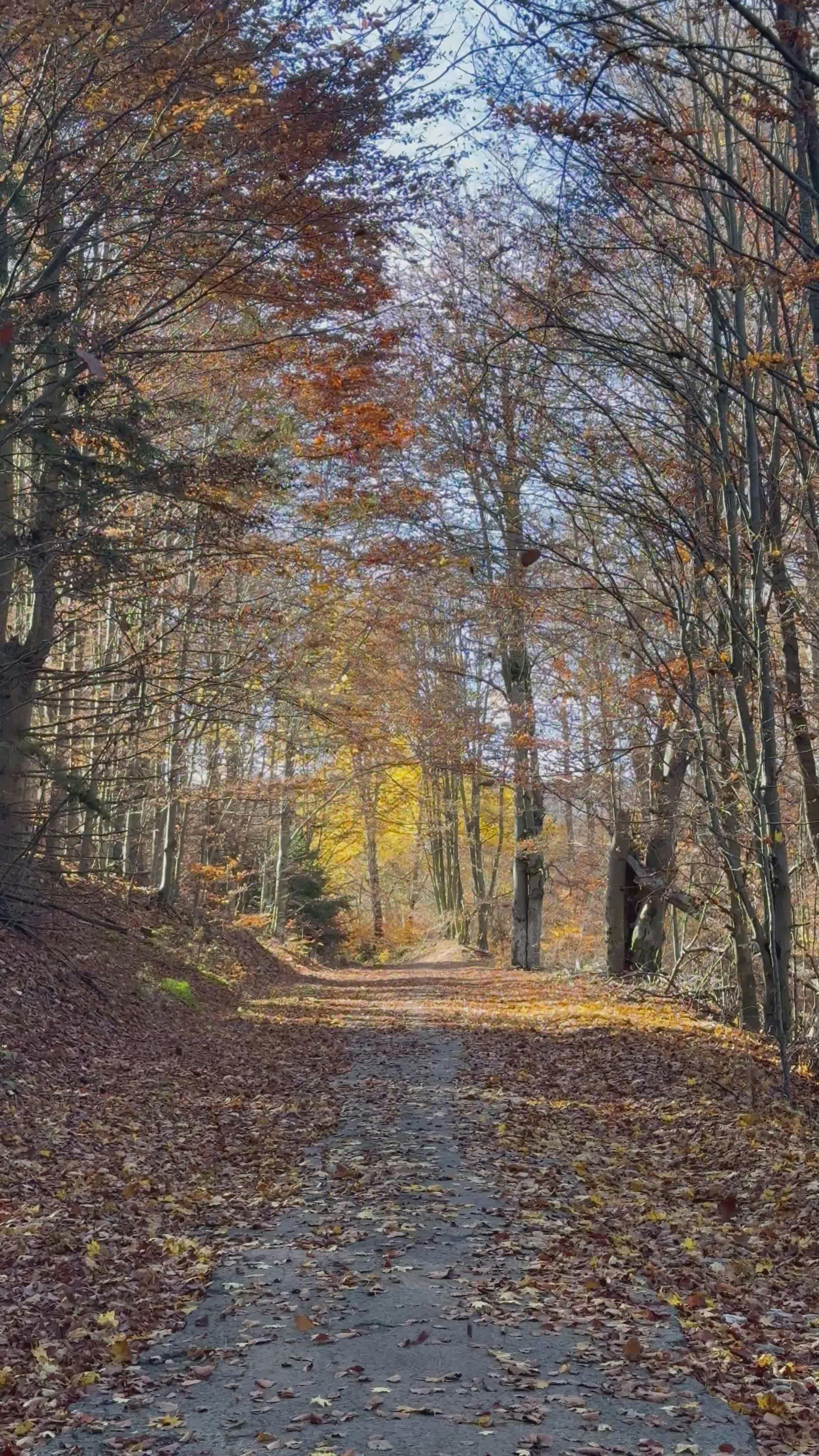 scenic autumn trail through forest 31862744