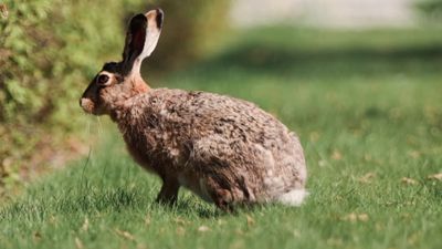 A White Rabbit Sitting In The Grass Near A Tree Videos, Download The ...